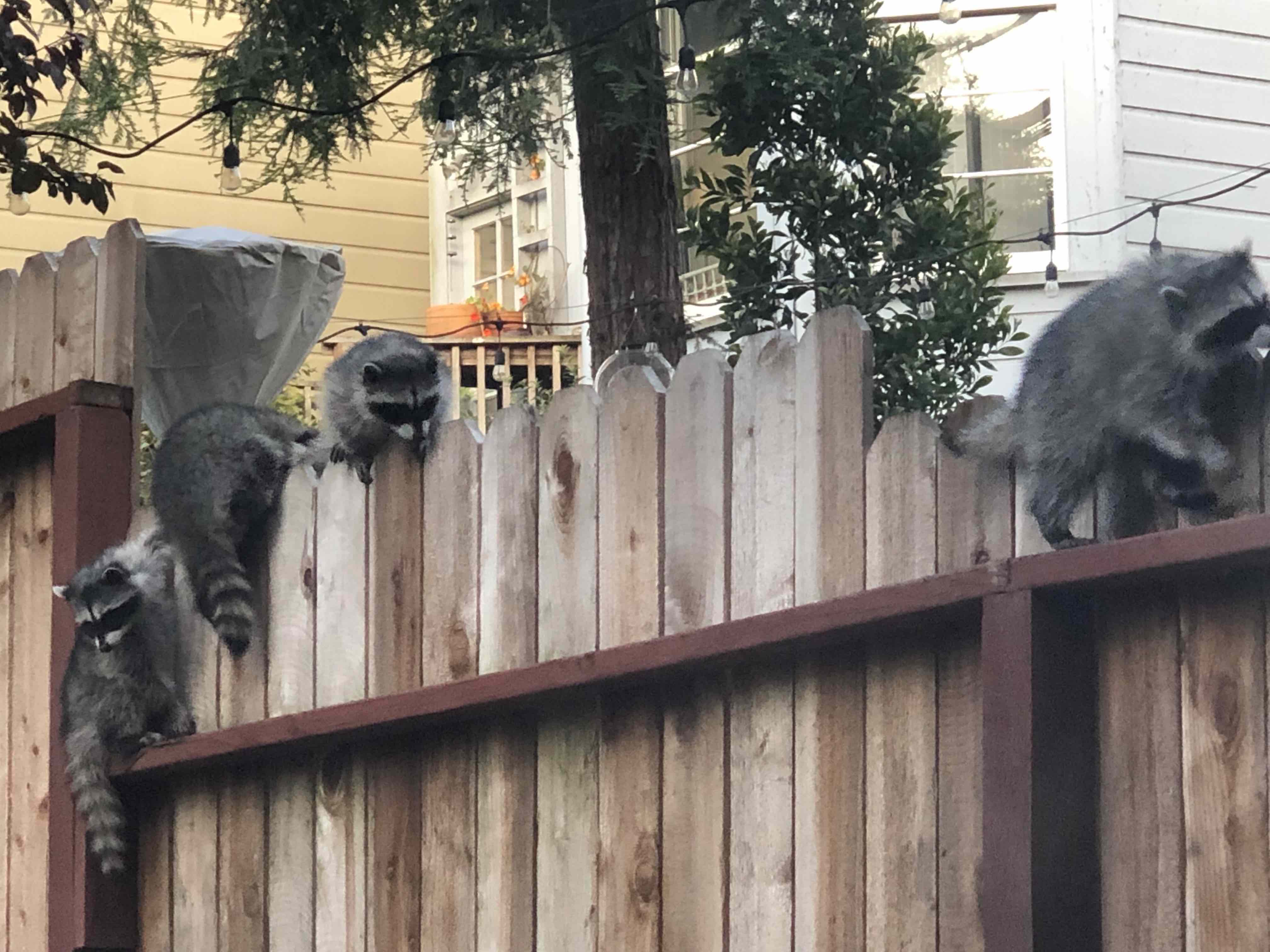 Racoons